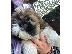 PoulaTo: Πανέμορφο Shih Tzu προς πώληση.